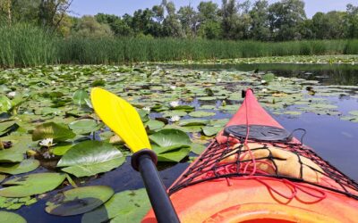 Kenutúra vagy kenubérlés? – Önálló felfedezés vagy túravezetővel a Tisza-tavon