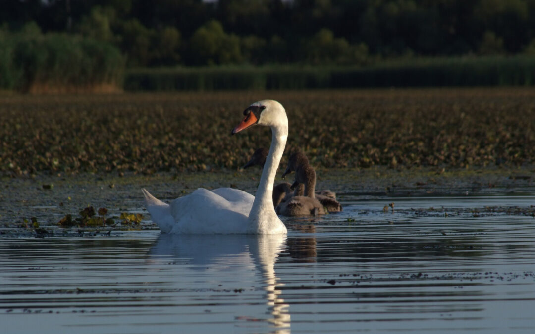 Tisza-tavi kenutúra családoknak – aktív kikapcsolódás a természetben