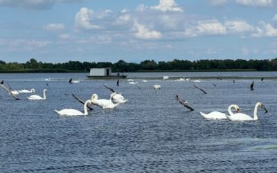 Tisza-tavi ladik túra – lassabb tempó, mélyebb élmény