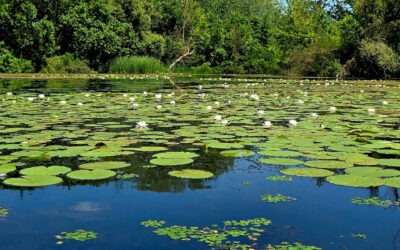 Hogyan csökkenti a természetben töltött idő a diákok stresszét egy osztálykiránduláson?